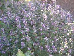 Image result for Hypoestes triflora