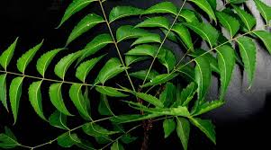 It's worth trying the oil and seeing how a lot more research must be done to truly determine how beneficial neem oil is for your scalp and hair health. Have You Considered Using Neem Oil For Your Hair Here Are Its Benefits Lifestyle News The Indian Express