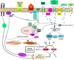 Apr 14, 2015 · the hand has several muscles. Protein Effectors Of Arterial Smooth Muscle Contraction And Dilation Download Scientific Diagram