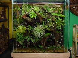 Vivarium Plants Fish Tank Terrarium Plants Aquarium
