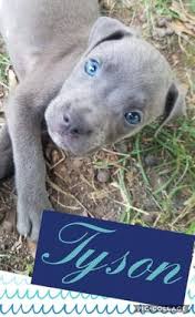 Seal of excellence labs4rescue is proud to have earned the seal of excellence from america's best charities. 16 Dogs Ideas Dogs Adoption Labrador Retriever Mix