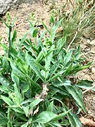 Image result for Schoenoplectus muricinux