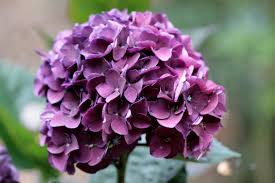But keep in mind, not all hydrangea types are capable of color adjustments. Your Soil Type Will Dictate The Colour Of Hydrangeas Echo