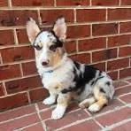 Do blue merle corgi coats change texture as adults?