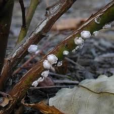 Image result for scale on plant