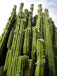 The nighttime blooms reduce competition for pollinators by other plants, allowing the cactuses to bear more fruit. 35 Cactus Ideas Cactus Succulents Cacti And Succulents