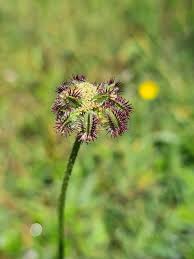 Image result for Daucus incognitus