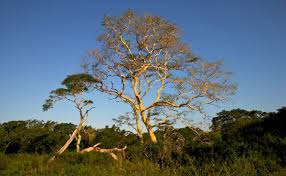 Image result for Acacia xanthophloea