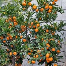 They are very popular and online plants have a great variety for sale. Kishu Seedless Mandarin Tree 1 2 Feet Georgia Grown Citrus