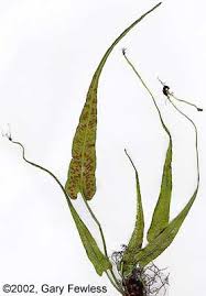 Image result for Asplenium goetzei