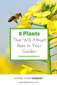 We did not find results for: 8 Plants That Will Attract Bees To Your Garden Plants To Attract Bees Attracting Bees Plants