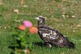 Volunteer Programs Archives