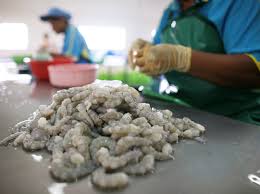 This is a place where a small team of enthusiasts will share the information about the food they like. Your Favorite Food Could Be A Product Of Slave Labor