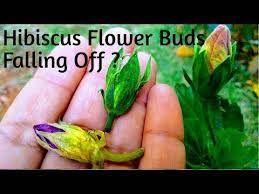 Up to 8 hours of direct sunlight are best. Buds Falling In Hibiscus How To Cure Bud Falling Before Blooming Youtube
