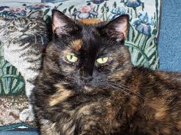 In august of 2009, i wrote a post titled tortitude: Tortitude The Unique Personality Of Tortoiseshell Cats Fact Or Fiction The Conscious Cat
