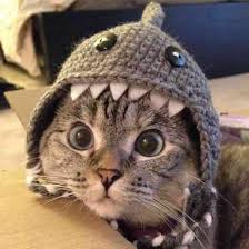 A purfectly cute cat!