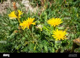 Image result for Tolpis