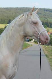 quater horse hengst in aussergewohnlicher farbe ebay kleinanzeigen wolle kaufen pferde zubehor