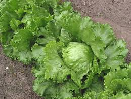 Image result for Lactuca ugandensis