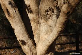 Image result for Combretum erythrophyllum