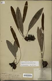 Image result for Elaphoglossum macropodium