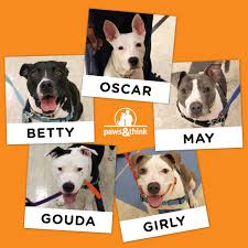 Indianapolis animal care services is full and offering free pet adoptions. Paws And Think Inc On Twitter These Dogs From Indyacs Graduated Yesterday From Our Youth Canine Program At The Marion County Juvenile Detention Center And Are Available For Adoption To Adopt One Of