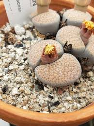 Image result for Lithops