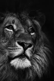 Resultat De Recherche D Images Pour Black And White Lion Animals Wild Cats Lions