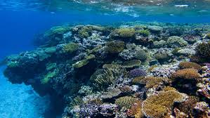 The world's first marked underwater trail located near the shoreline, making it one of the best snorkeling spots in the caribbean. New Caledonia S Marine Ecosystem Among The Healthiest On Earth Deserves Stronger Protection The Pew Charitable Trusts
