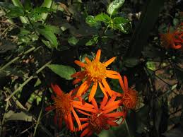 Image result for Pseudogynoxys