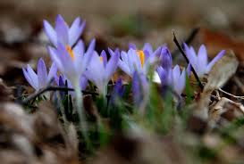 Upload, livestream, and create your own videos, all in hd. Spring Is Arriving Earlier Across The U S And That S Not Always Good News Salon Com