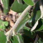 Image result for Androstachys