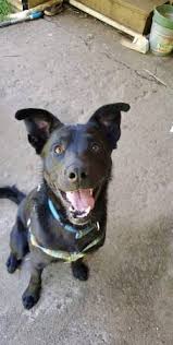 There is usually a guided meditation or a special ceremony for a departed wouldn't it be wonderful if we could aid our pets to have a truly peaceful transition at the end of their life? Portland Puppies And Dogs For Adoption Home Facebook