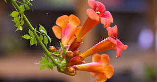 Trompetenblume Richtig Schneiden Und Pflegen Trompetenblume Pflanzen Blumen Anbauen