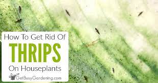 (the most recent pest to take up residence on my houseplants is oat thrips. How To Get Rid Of Thrips On Houseplants Get Busy Gardening