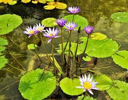 Aerial colonization of the ponds by diving beetles and mosquitoes started immediately after they were. Natural Pond Create And Set Up A Natural Pond In Your Garden