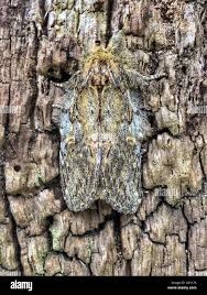 Image result for Peridea anceps