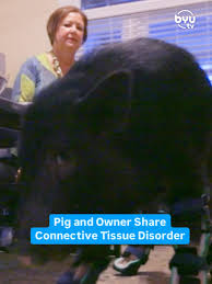Meet Bert the pig and his owner, who share an incredible bond over their  shared connective tissue disorder. 🐷💜 Watch as Derrick crafts custom  braces for Bert, giving him the ability to walk pain-free ...