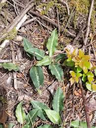 Image result for Zeuxine elongata