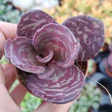 Image result for Kalanchoe humilis
