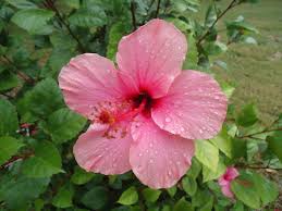 La flor de amapola es una de esas pocas flores llenas de misterio y de hermosura; Hibiscus Flor De Amapola P R Hibiscus Flowers Rose
