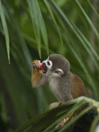 Common Squirrel Monkey Amazon Rain Forest Ecuador Photographic Print Pete Oxford Art Com In 2020 Rainforest Animals Amazon Rainforest Animals Tropical Animals