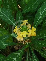 Image result for Crossandra nilotica