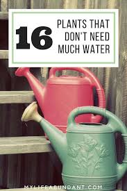 Check spelling or type a new query. 16 Plants That Don T Need Much Water My Life Abundant