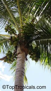 Image result for Cocos nucifera