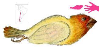 Alicanto Monstros