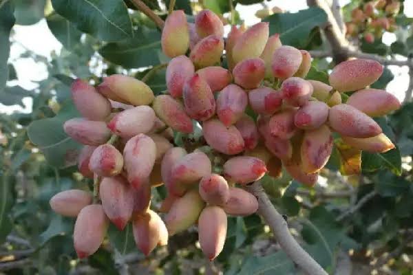 مشخصات درخت پسته اکبری + خواص آن | آقای پسته