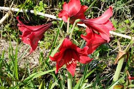 Image result for Hippeastrum puniceum