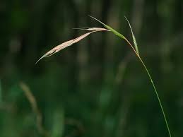 Image result for Brachypodium