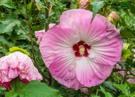 Image result for Hibiscus mechowii